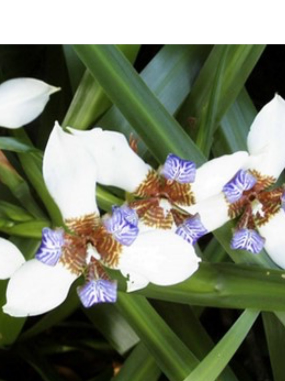 1 plant Walking Iris White Purple Flower orchid like make beautiful houseplants